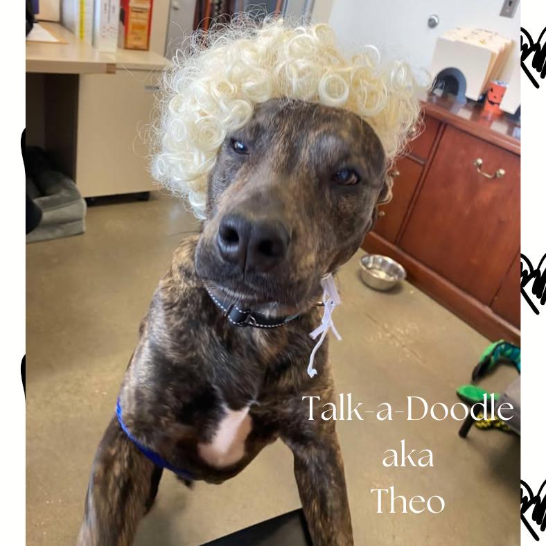 Enlarge Theo, a Adoptable mixed breed in Vinita, OK image 2/5