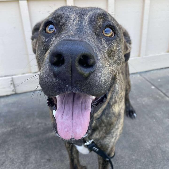 Enlarge Theo, a Adoptable mixed breed in Vinita, OK image 3/5