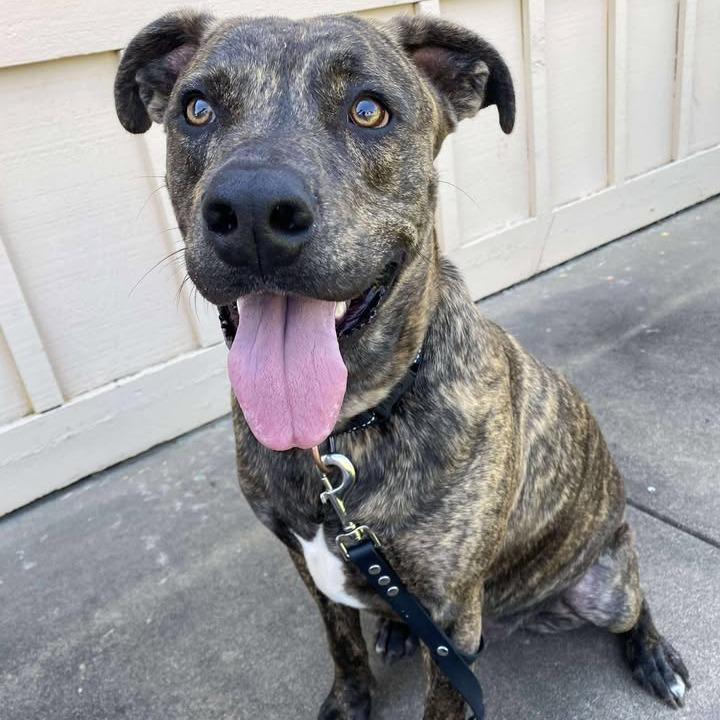 Enlarge Theo, a Adoptable mixed breed in Vinita, OK image 4/5