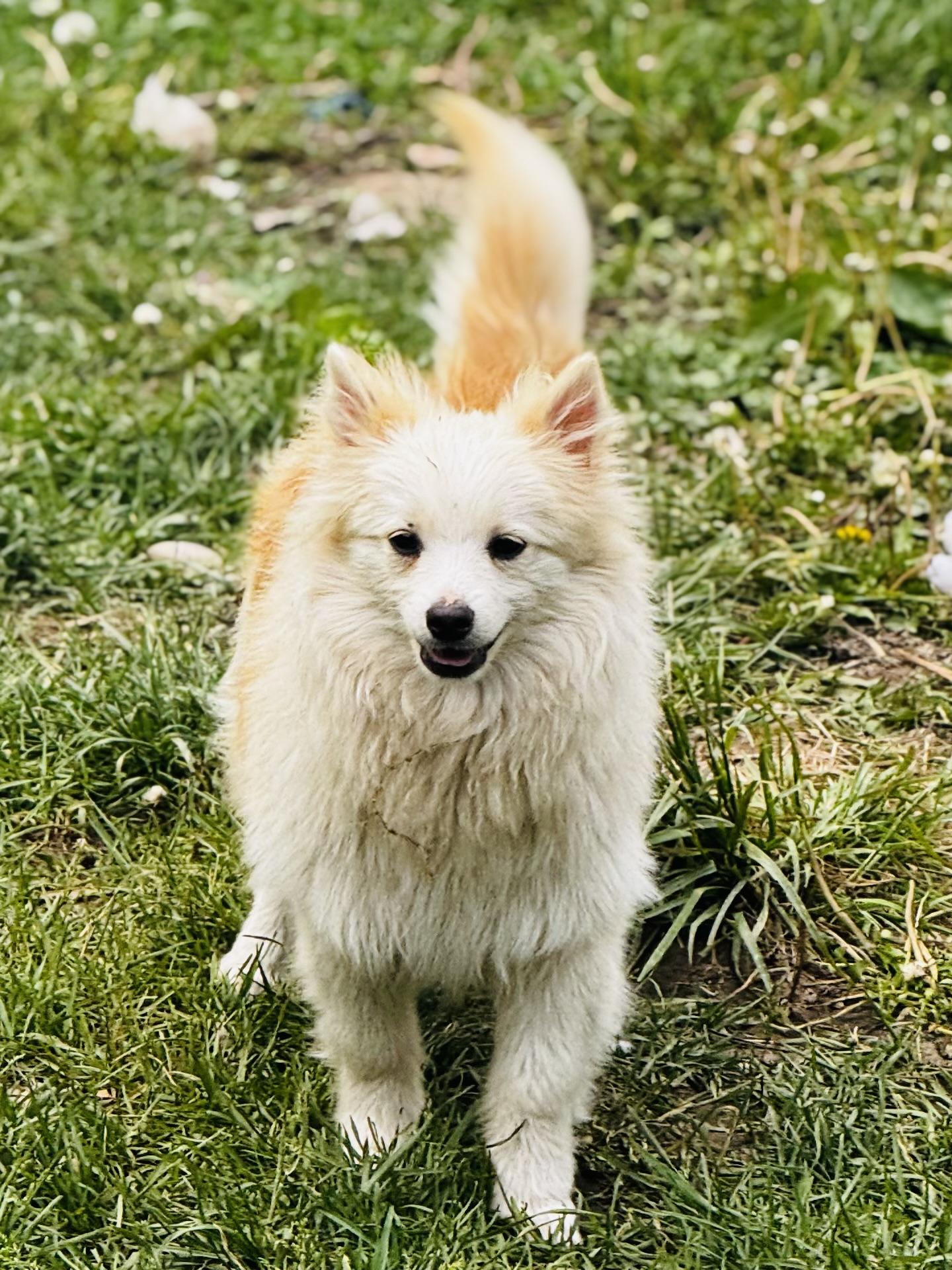 Yet, Baby Male Pomeranian