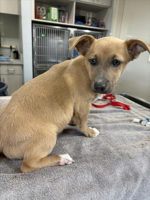 Enlarge A210558, a Adoptable Pit Bull Terrier in Olivehurst, CA image 1/1