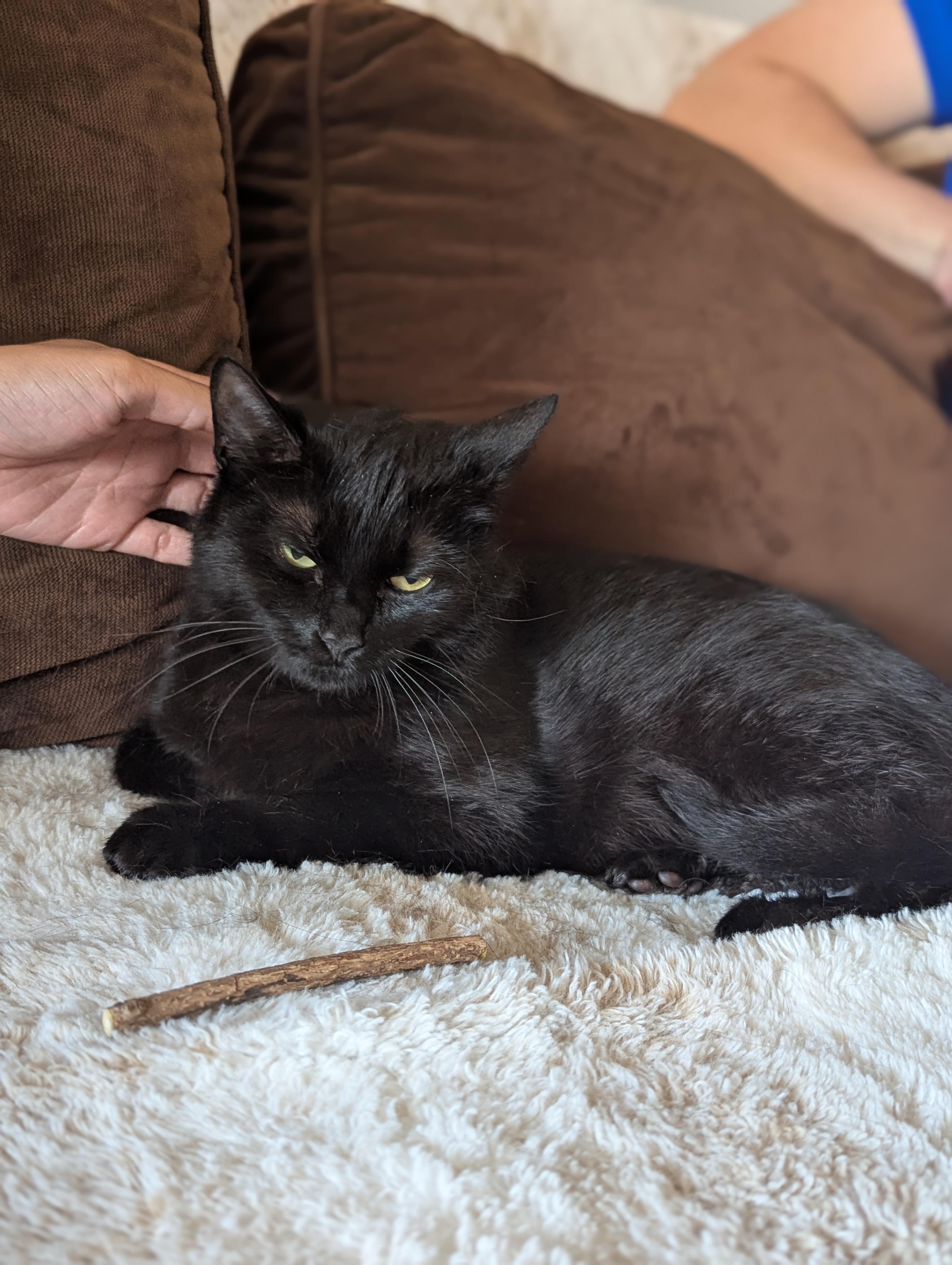 Brandy, adopted, Young Female Domestic Medium Hair.