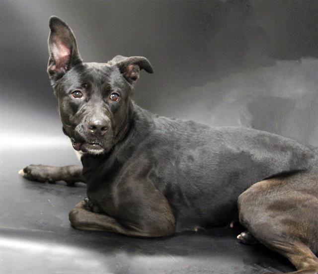 STELLA, Adoptable, Young Female Labrador Retriever & Mixed Breed.