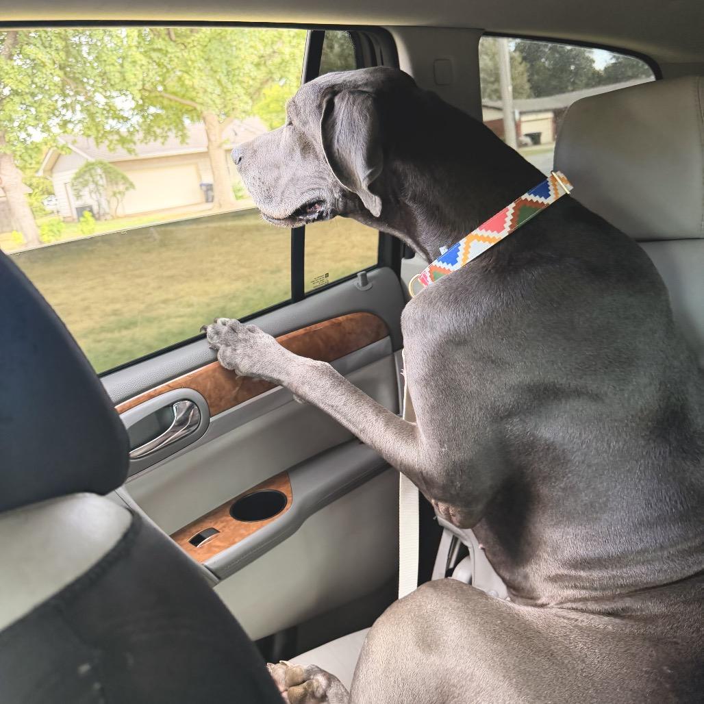 Wednesday, Adoptable, Adult Female Great Dane.