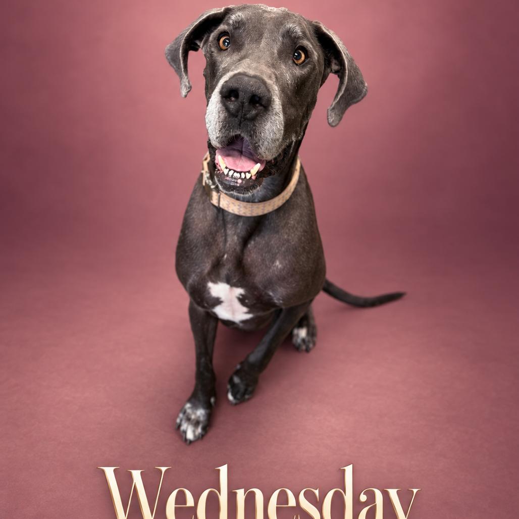 Enlarge Wednesday, a Adoptable Great Dane in Asher, OK image 2/6