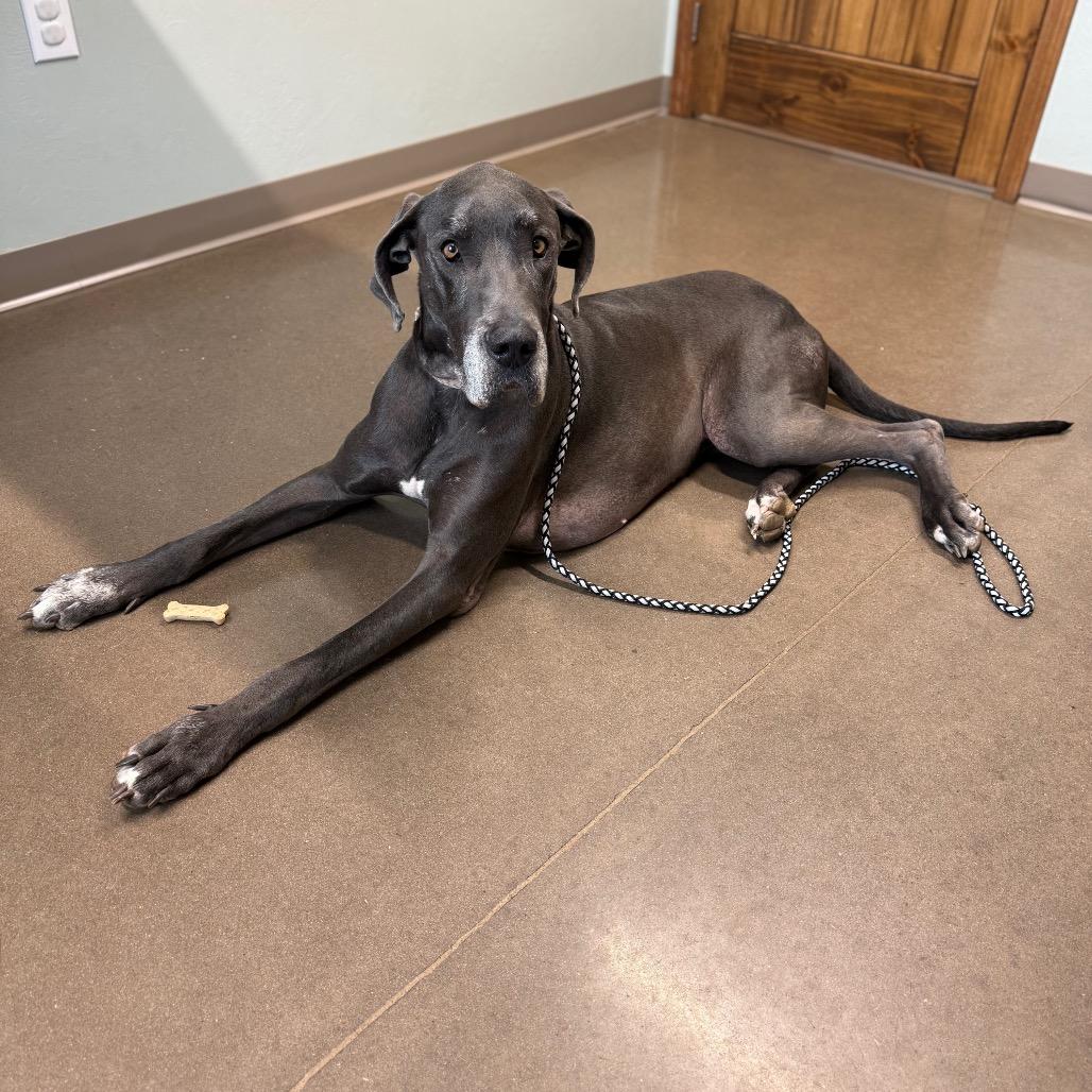 Enlarge Wednesday, a Adoptable Great Dane in Asher, OK image 4/6