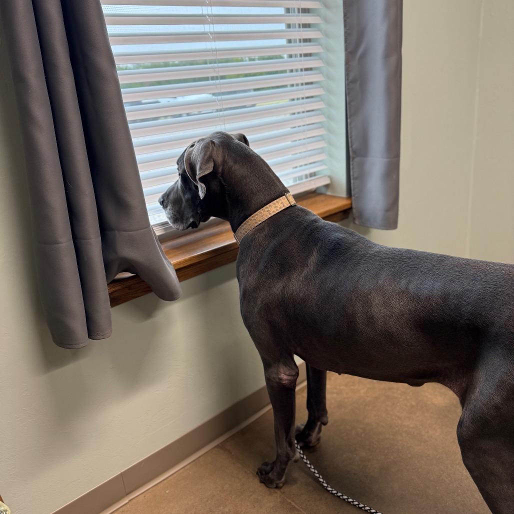 Enlarge Wednesday, a Adoptable Great Dane in Asher, OK image 5/6