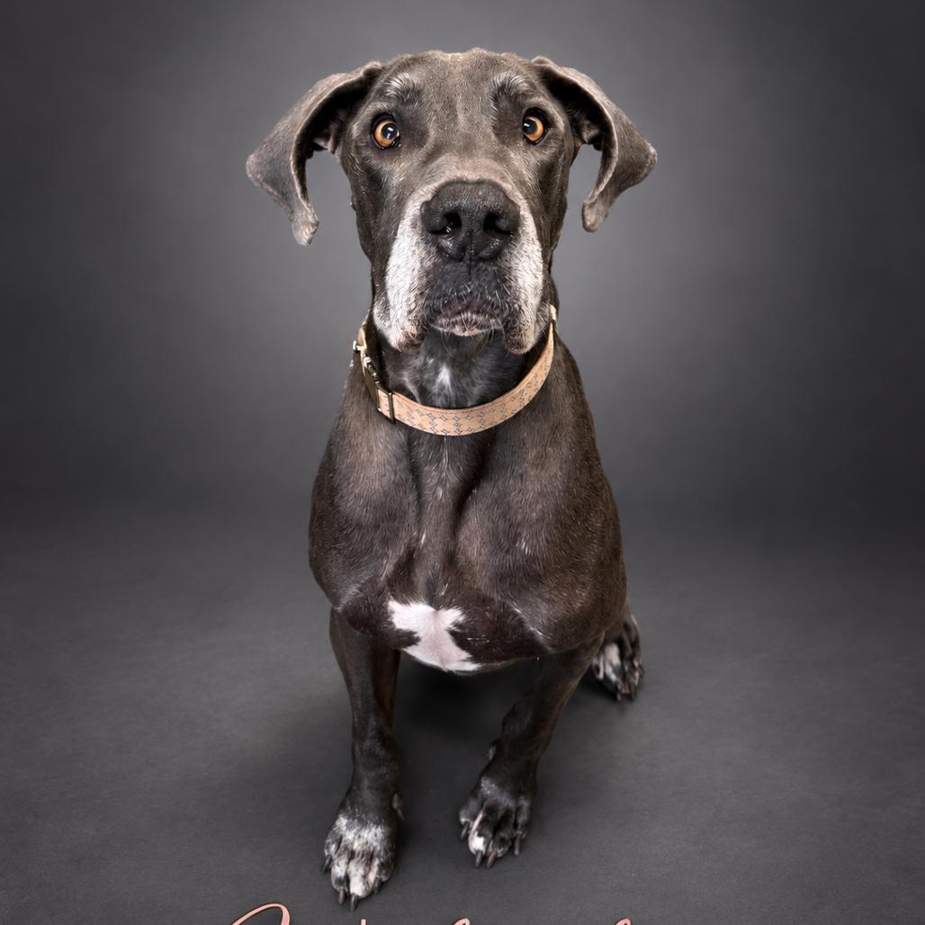 Enlarge Wednesday, a Adoptable Great Dane in Asher, OK image 6/6