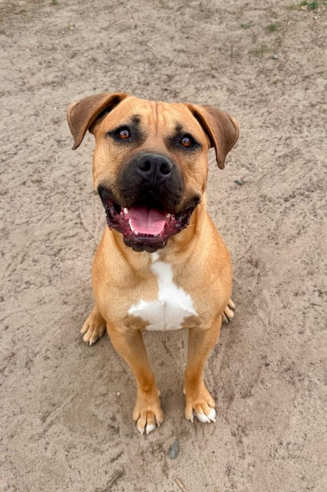 Butkus, Adoptable, Young Male Bullmastiff & Boxer.