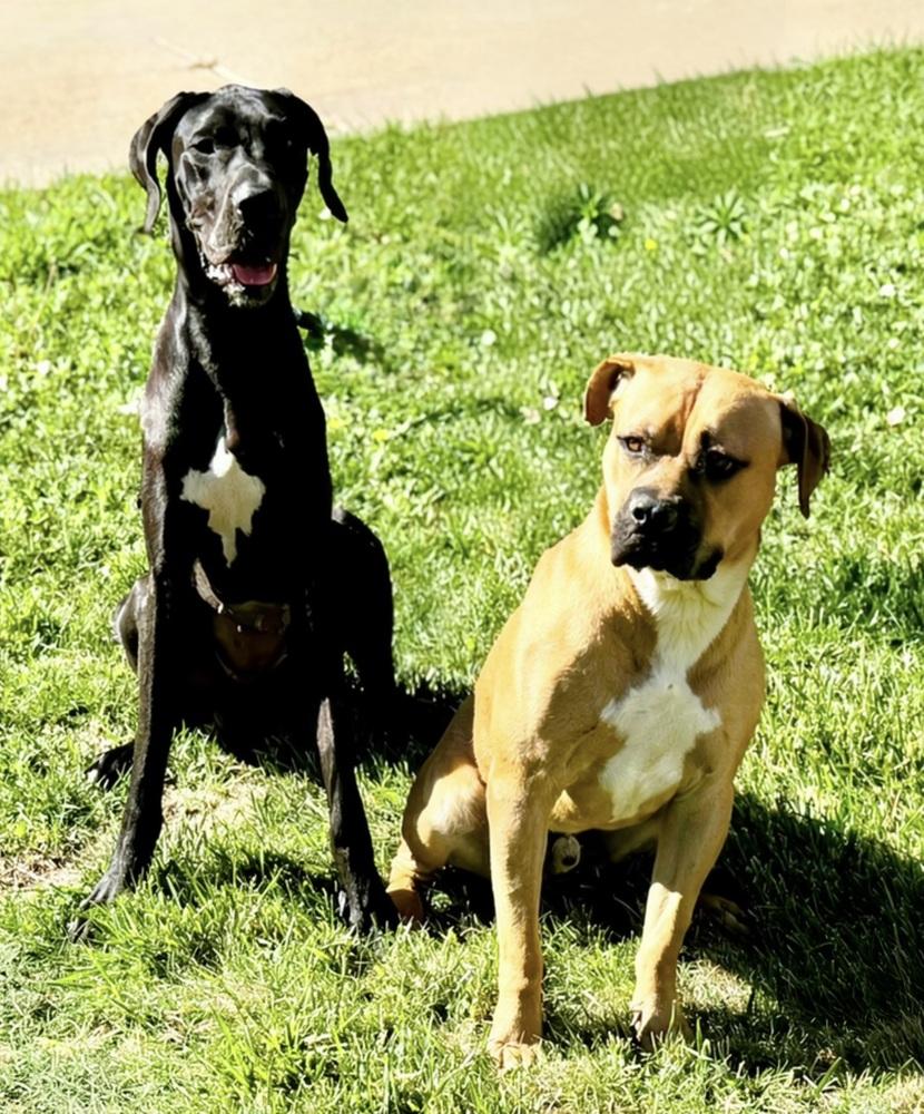 Enlarge Butkus, a Adoptable mixed breed in Littleton, CO image 2/6