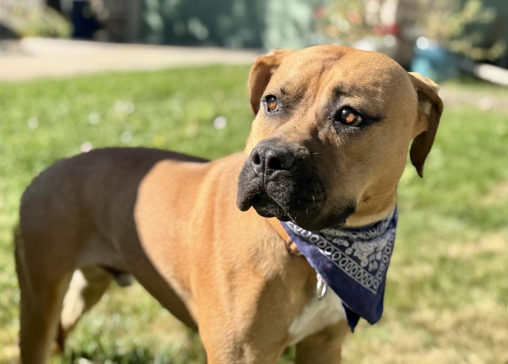 Enlarge Butkus, a Adoptable mixed breed in Littleton, CO image 3/6