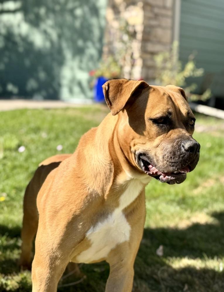 Enlarge Butkus, a Adoptable mixed breed in Littleton, CO image 4/6