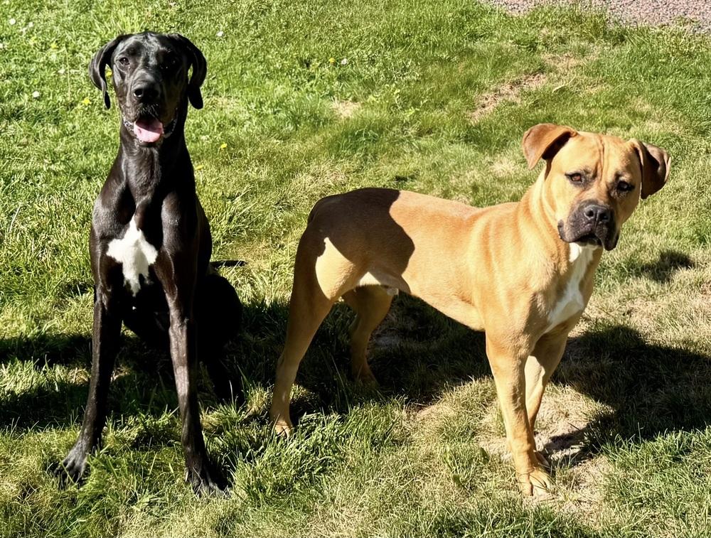 Enlarge Butkus, a Adoptable mixed breed in Littleton, CO image 5/6