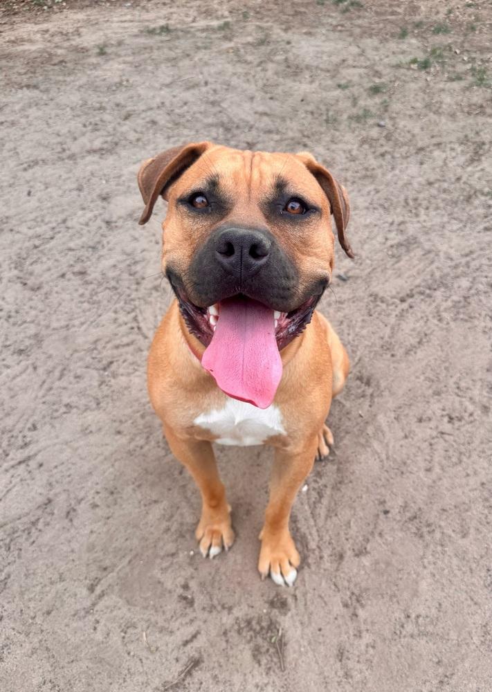 Enlarge Butkus, a Adoptable mixed breed in Littleton, CO image 6/6