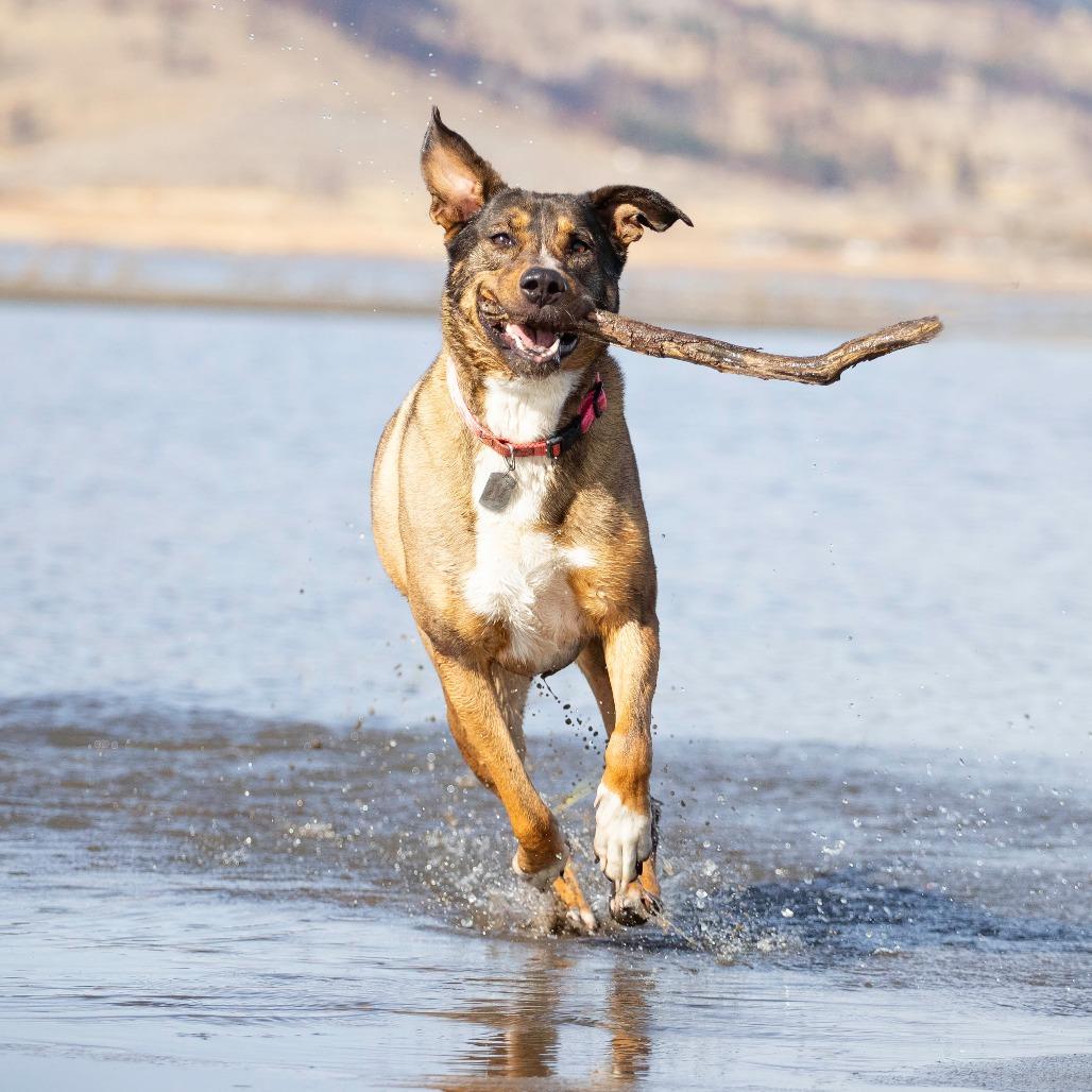 Enlarge Sonora, a Adoptable Shepherd in Washoe Valley, NV image 1/6