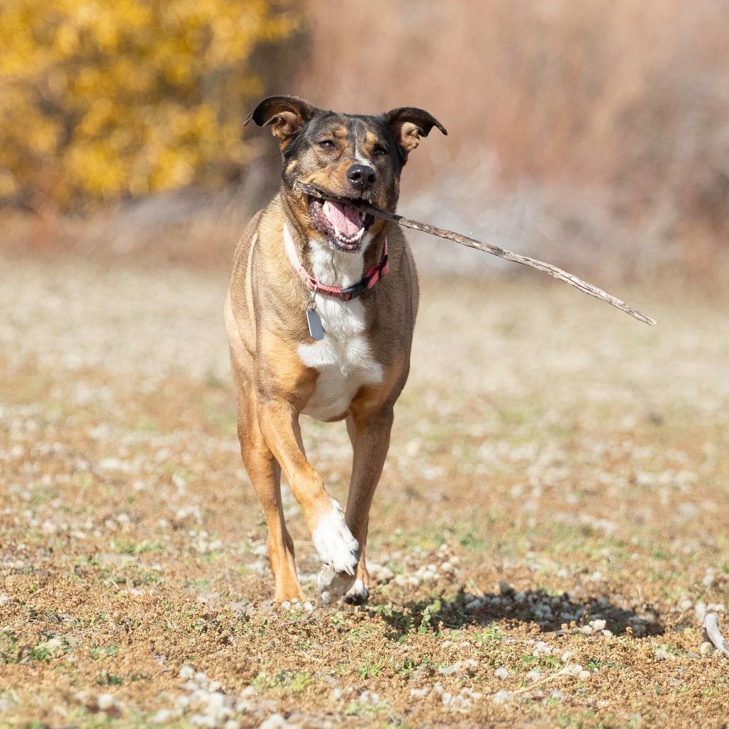 Enlarge Sonora, a Adoptable Shepherd in Washoe Valley, NV image 2/6