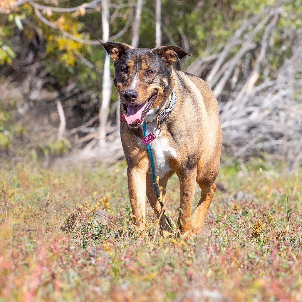 Enlarge Sonora, a Adoptable Shepherd in Washoe Valley, NV image 3/6