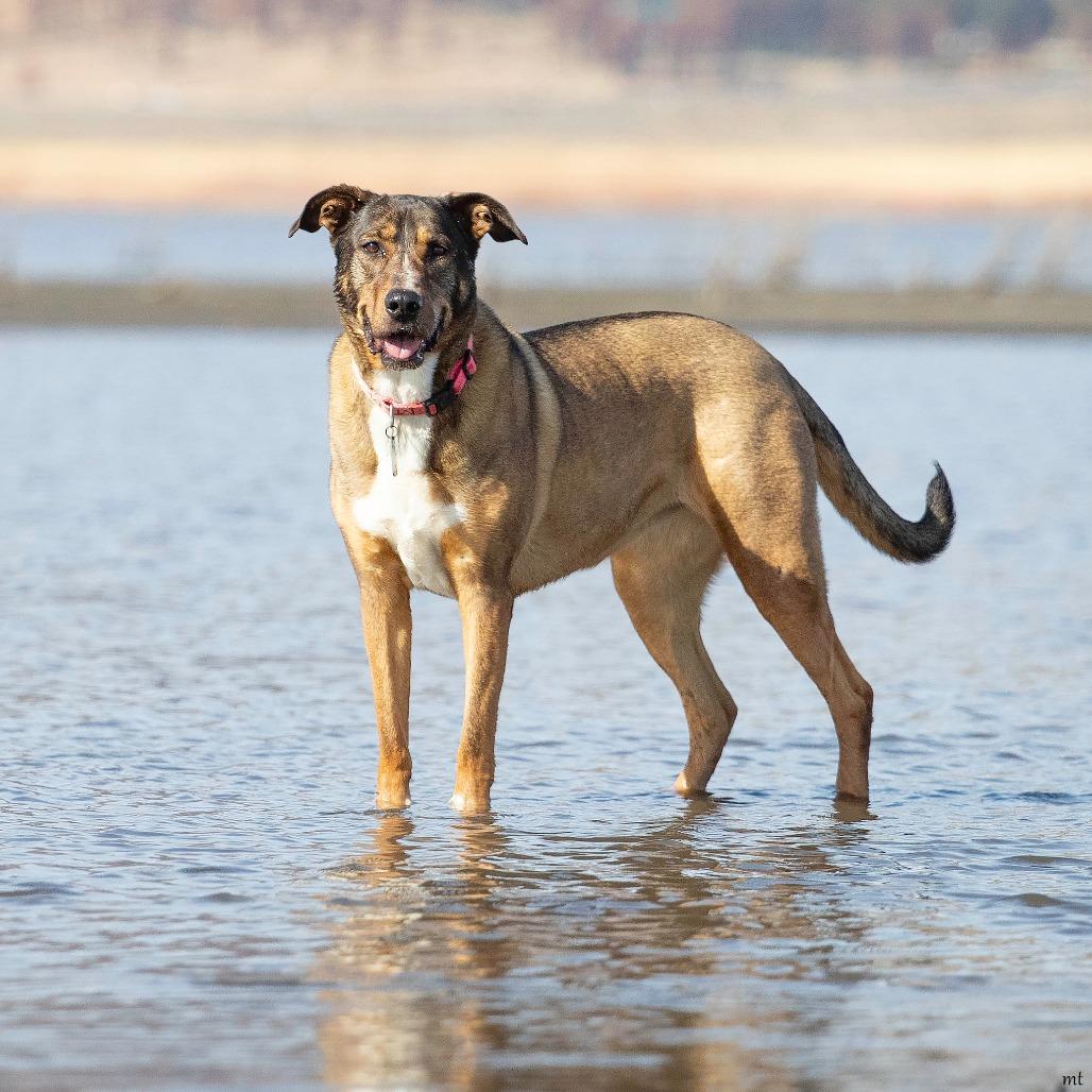 Enlarge Sonora, a Adoptable Shepherd in Washoe Valley, NV image 4/6