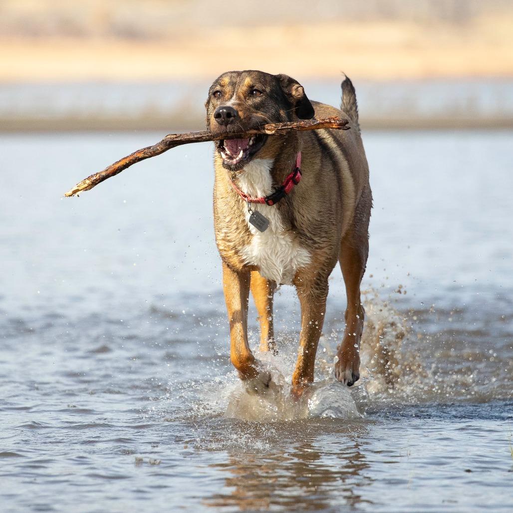 Enlarge Sonora, a Adoptable Shepherd in Washoe Valley, NV image 5/6