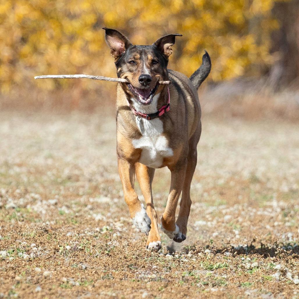 Enlarge Sonora, a Adoptable Shepherd in Washoe Valley, NV image 6/6