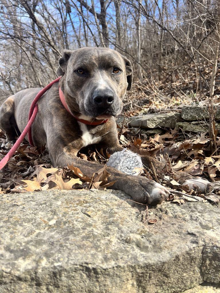 Waylon!, Adoptable, Adult Male Pit Bull Terrier.