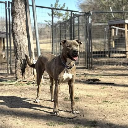 Waylon!, Adoptable, Adult Male Pit Bull Terrier.