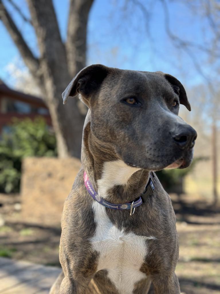 Waylon!, a Adoptable Pit Bull Terrier in Leon, KS image 3/5