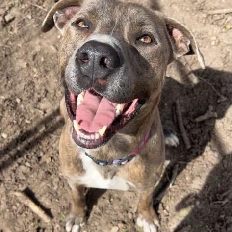 Waylon!, a Adoptable Pit Bull Terrier in Leon, KS image 4/5