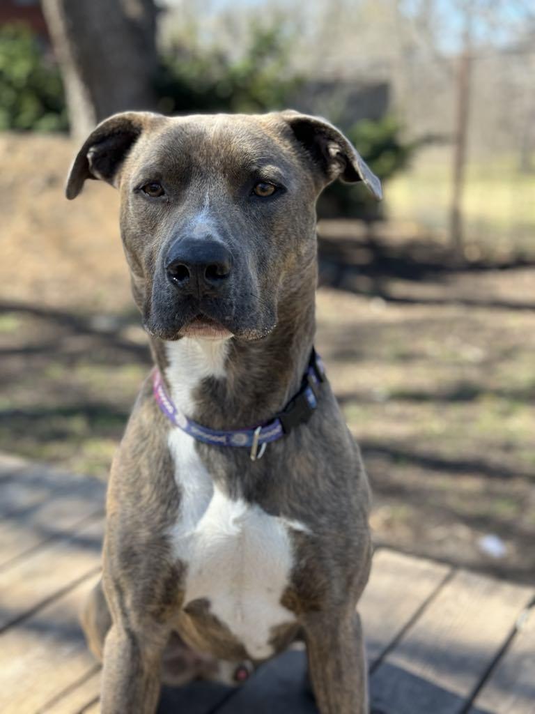 Waylon!, a Adoptable Pit Bull Terrier in Leon, KS image 5/5
