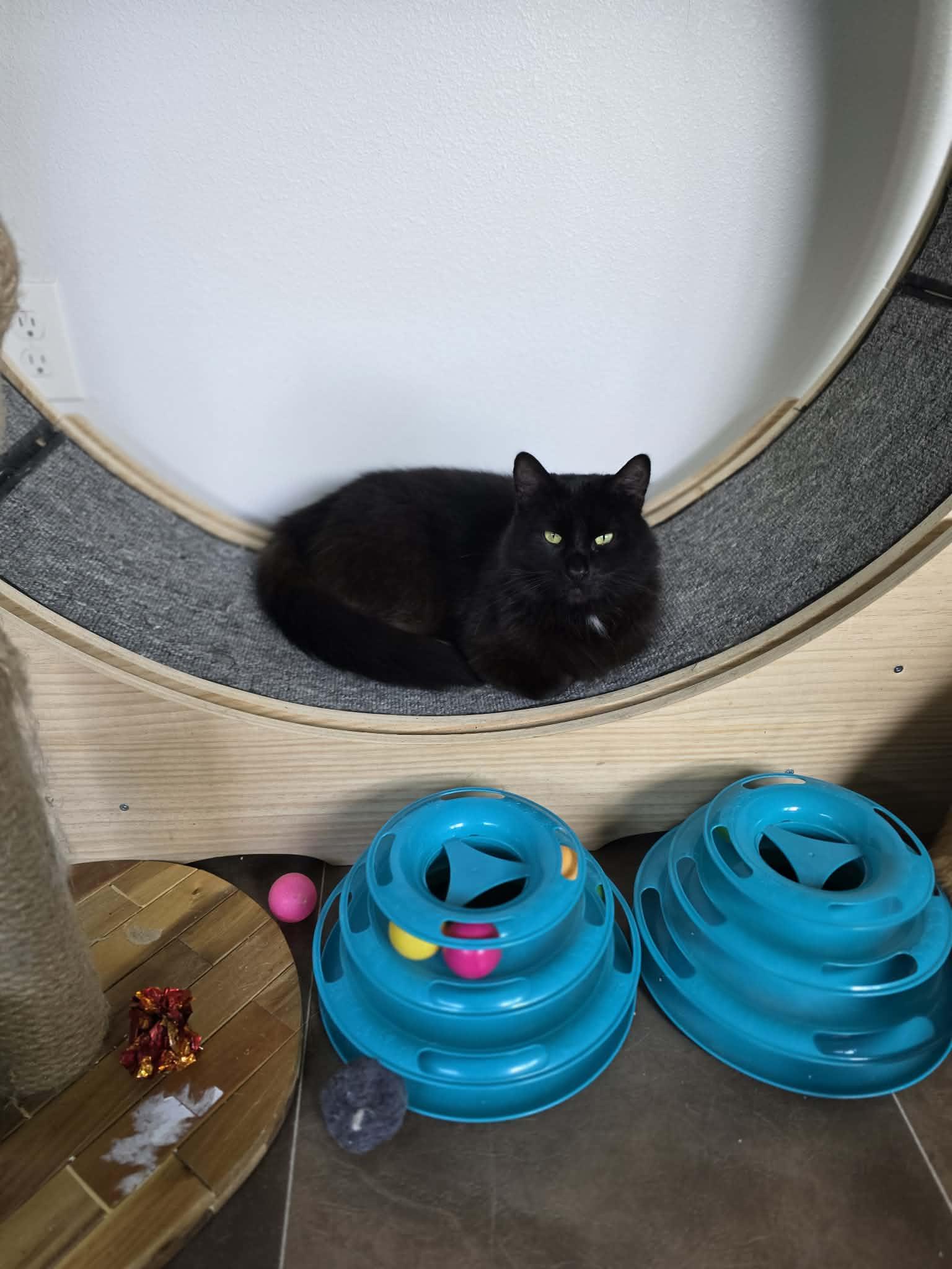 Enlarge Petie, an adopted Domestic Short Hair in Oakville, WA image 1/1