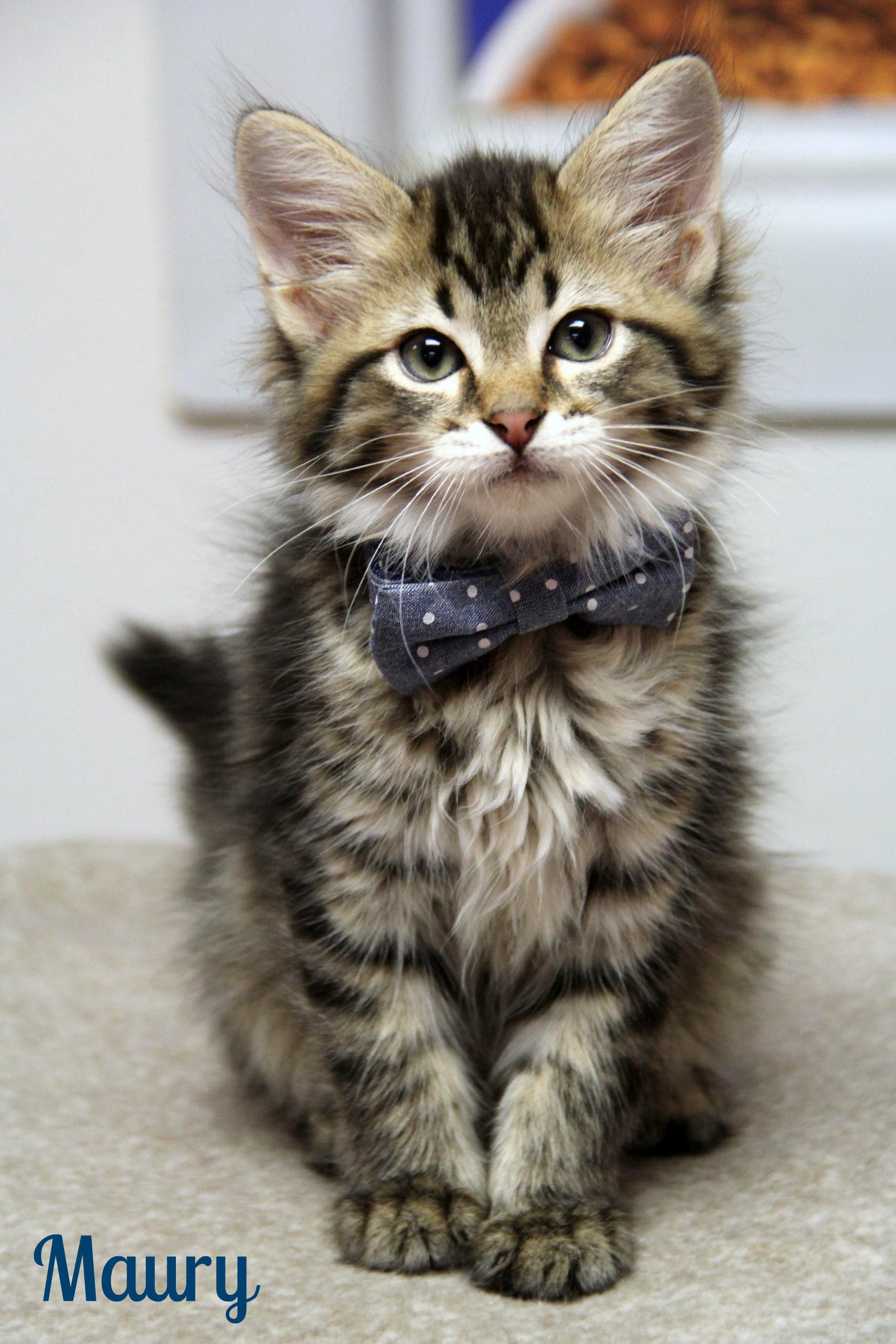 Enlarge Maury, a Adopted Domestic Long Hair in Vinton, IA image 1/1