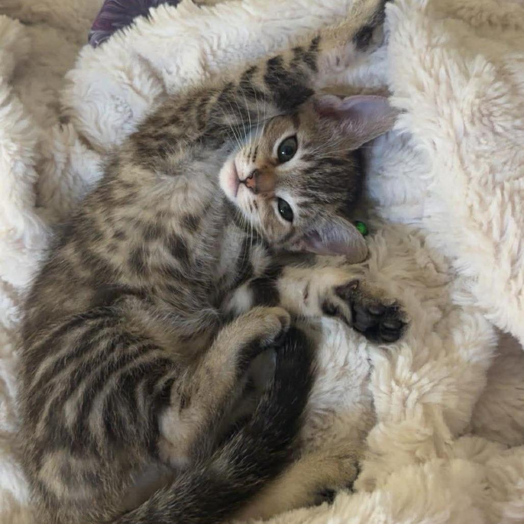 Enlarge Ducky, a Adoptable Domestic Short Hair in Jarrettsville, MD image 1/5