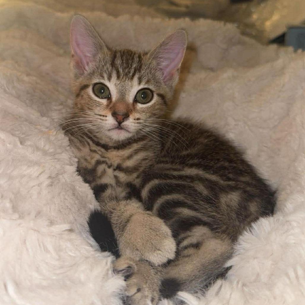 Enlarge Ducky, a Adoptable Domestic Short Hair in Jarrettsville, MD image 2/5