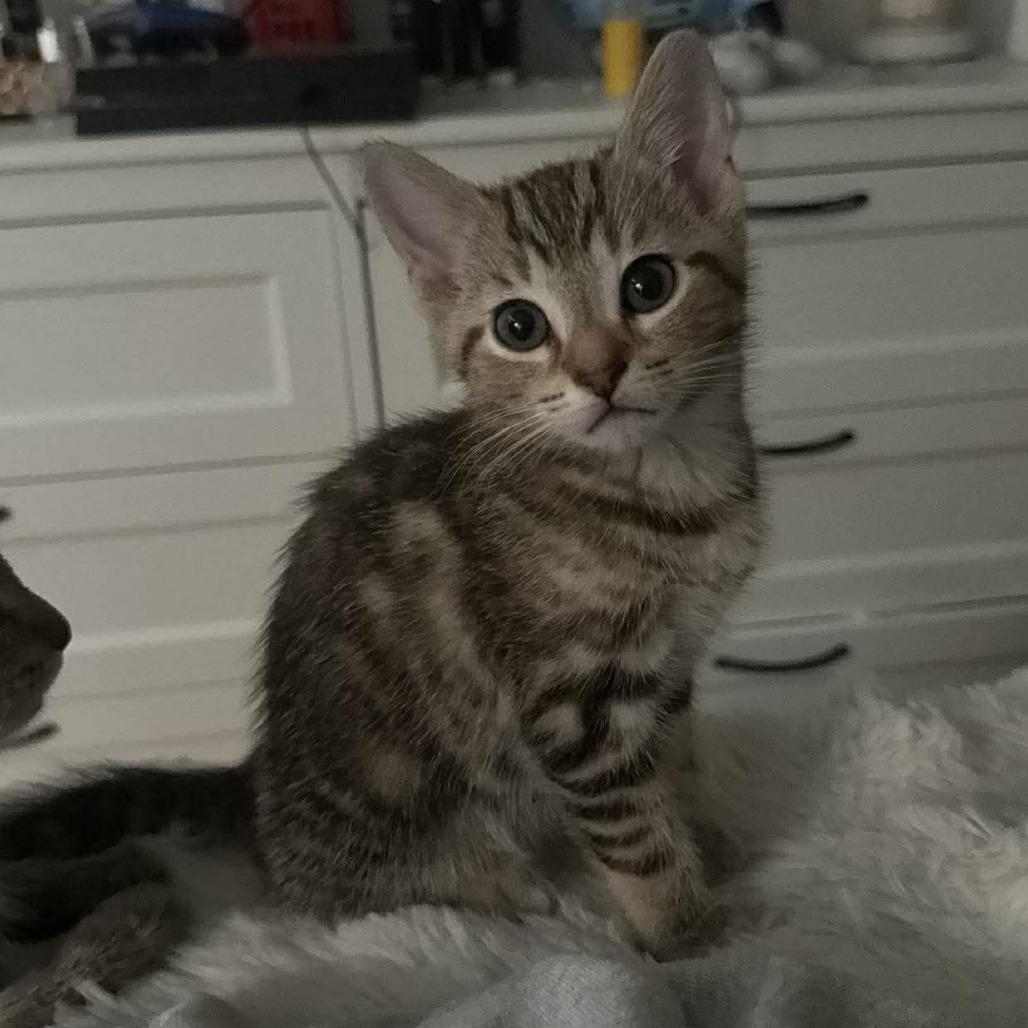 Enlarge Ducky, a Adoptable Domestic Short Hair in Jarrettsville, MD image 3/5