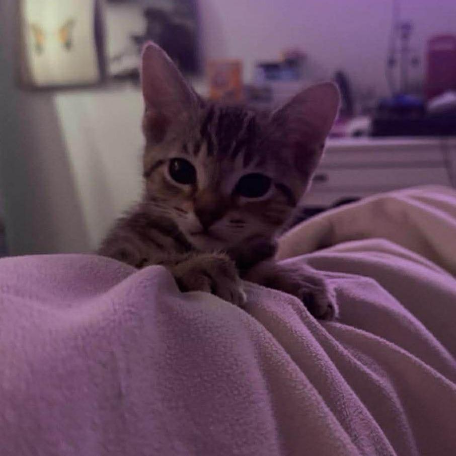 Enlarge Ducky, a Adoptable Domestic Short Hair in Jarrettsville, MD image 4/5