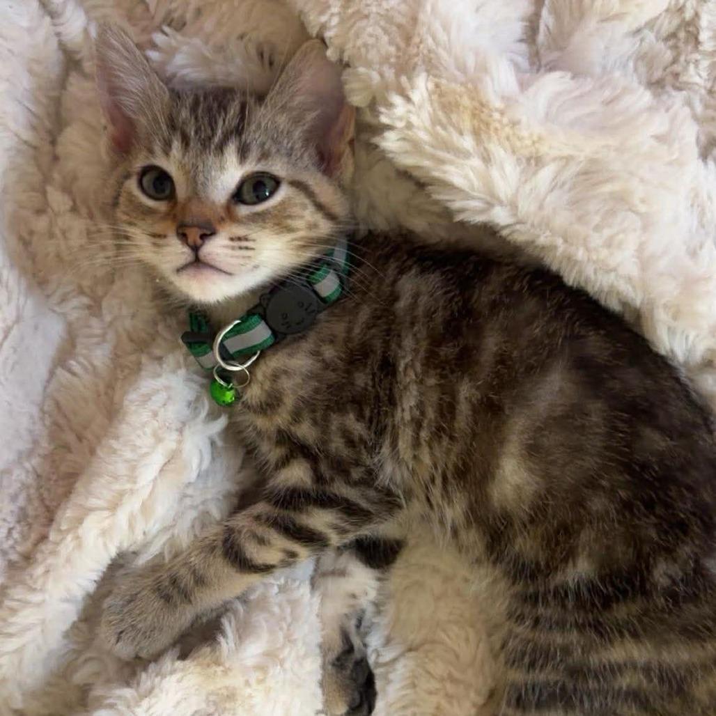 Enlarge Ducky, a Adoptable Domestic Short Hair in Jarrettsville, MD image 5/5