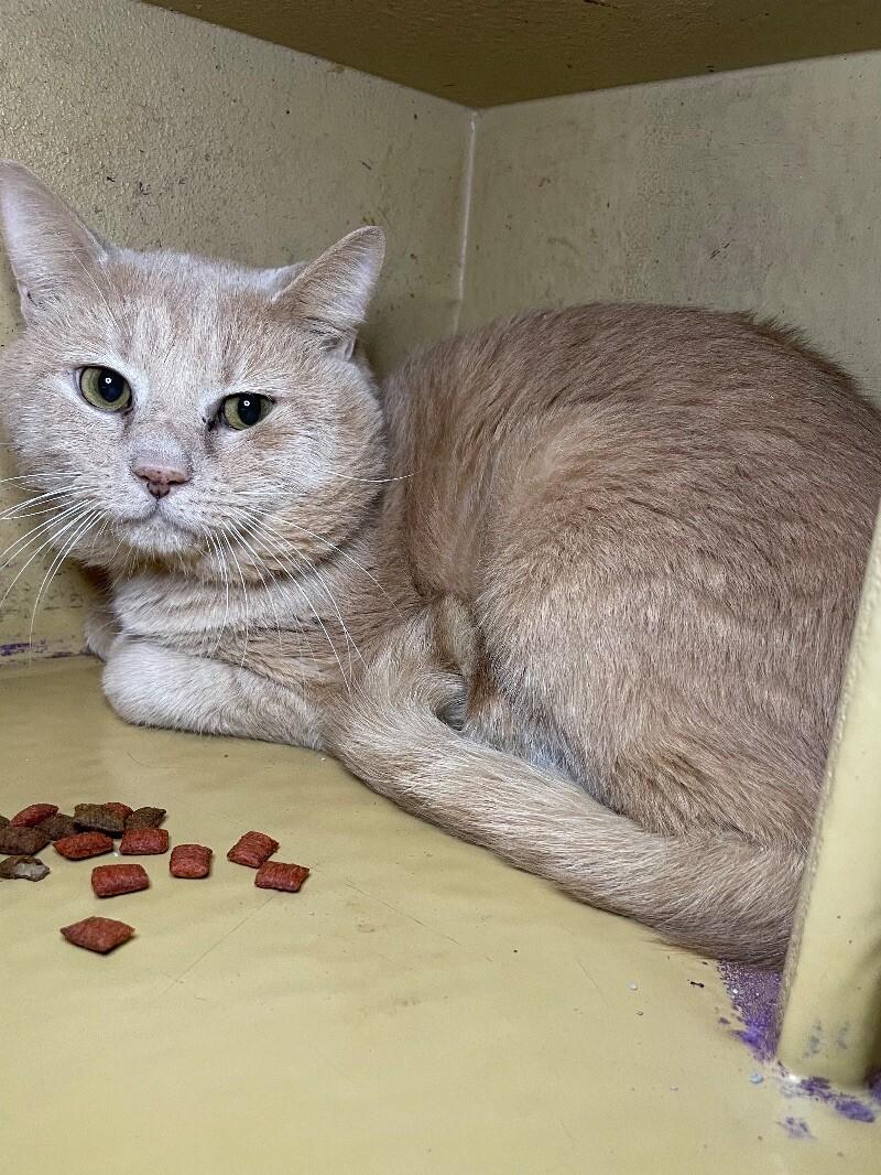 Trip, Adoptable, Adult Male Domestic Short Hair.