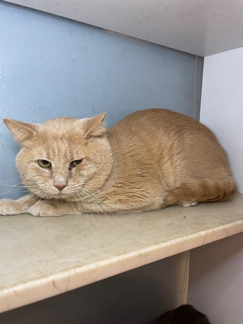 Enlarge Trip, a Adoptable Domestic Short Hair in Roanoke, VA image 2/5