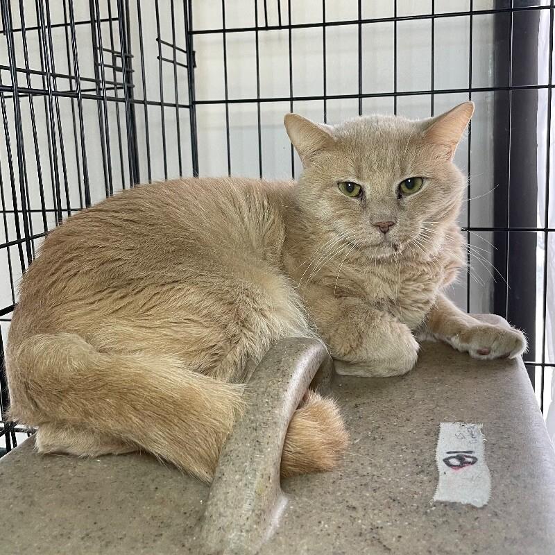 Enlarge Trip, a Adoptable Domestic Short Hair in Roanoke, VA image 3/5