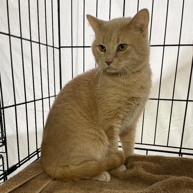 Enlarge Trip, a Adoptable Domestic Short Hair in Roanoke, VA image 4/5