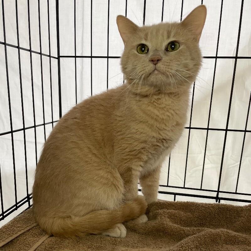 Enlarge Trip, a Adoptable Domestic Short Hair in Roanoke, VA image 5/5