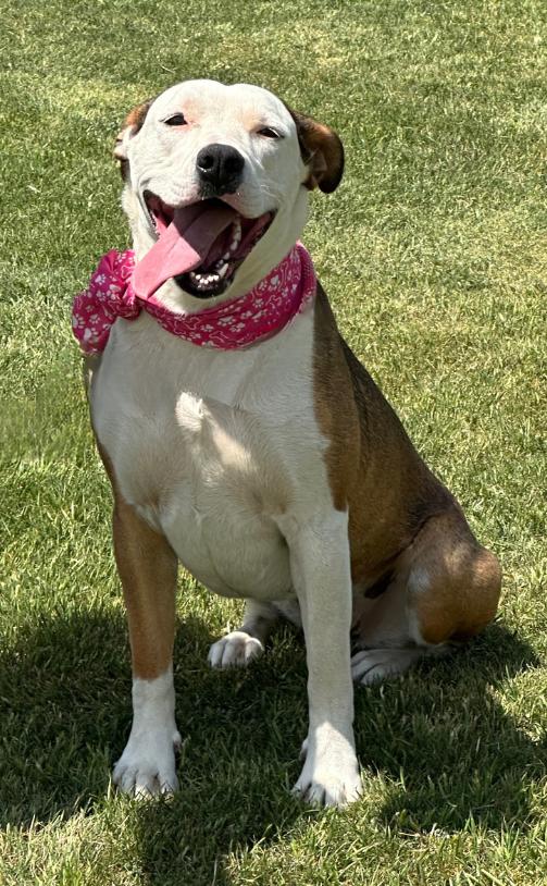 Enlarge CELESTE, an adopted mixed breed in Tacoma, WA image 4/6