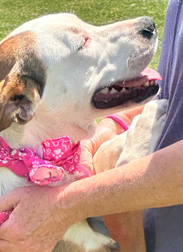 Enlarge CELESTE, an adopted mixed breed in Tacoma, WA image 5/6