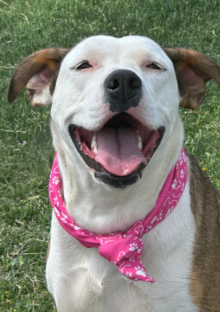 Enlarge CELESTE, an adopted mixed breed in Tacoma, WA image 2/6