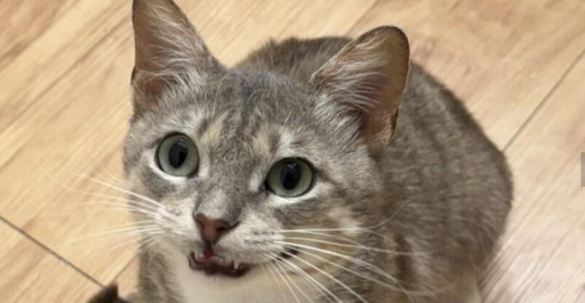 Gazpacho Domestic Short Hair Cat