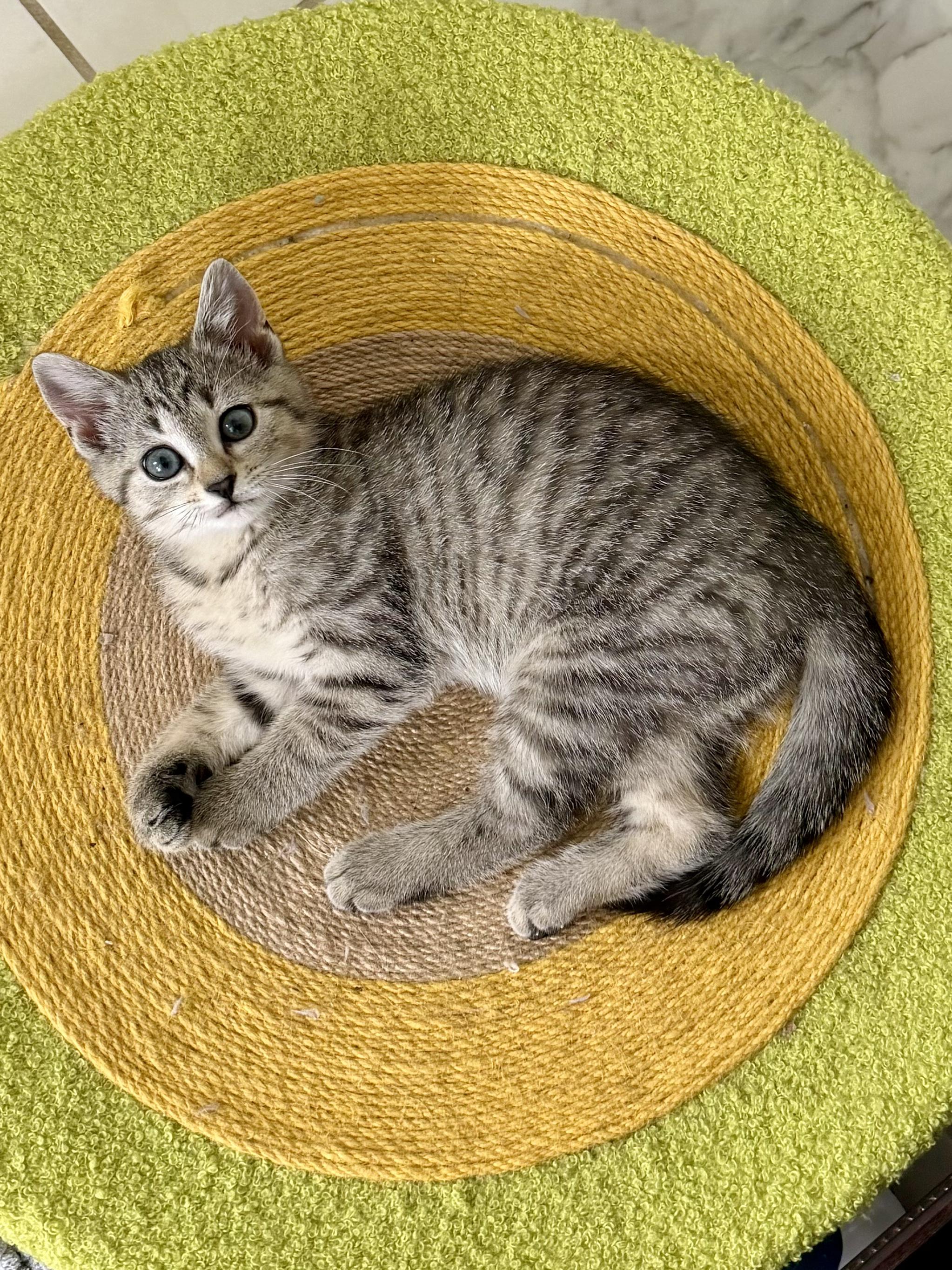 I See Stars - Cassiopeia, an adopted Domestic Short Hair in Leesburg, VA image 1/2