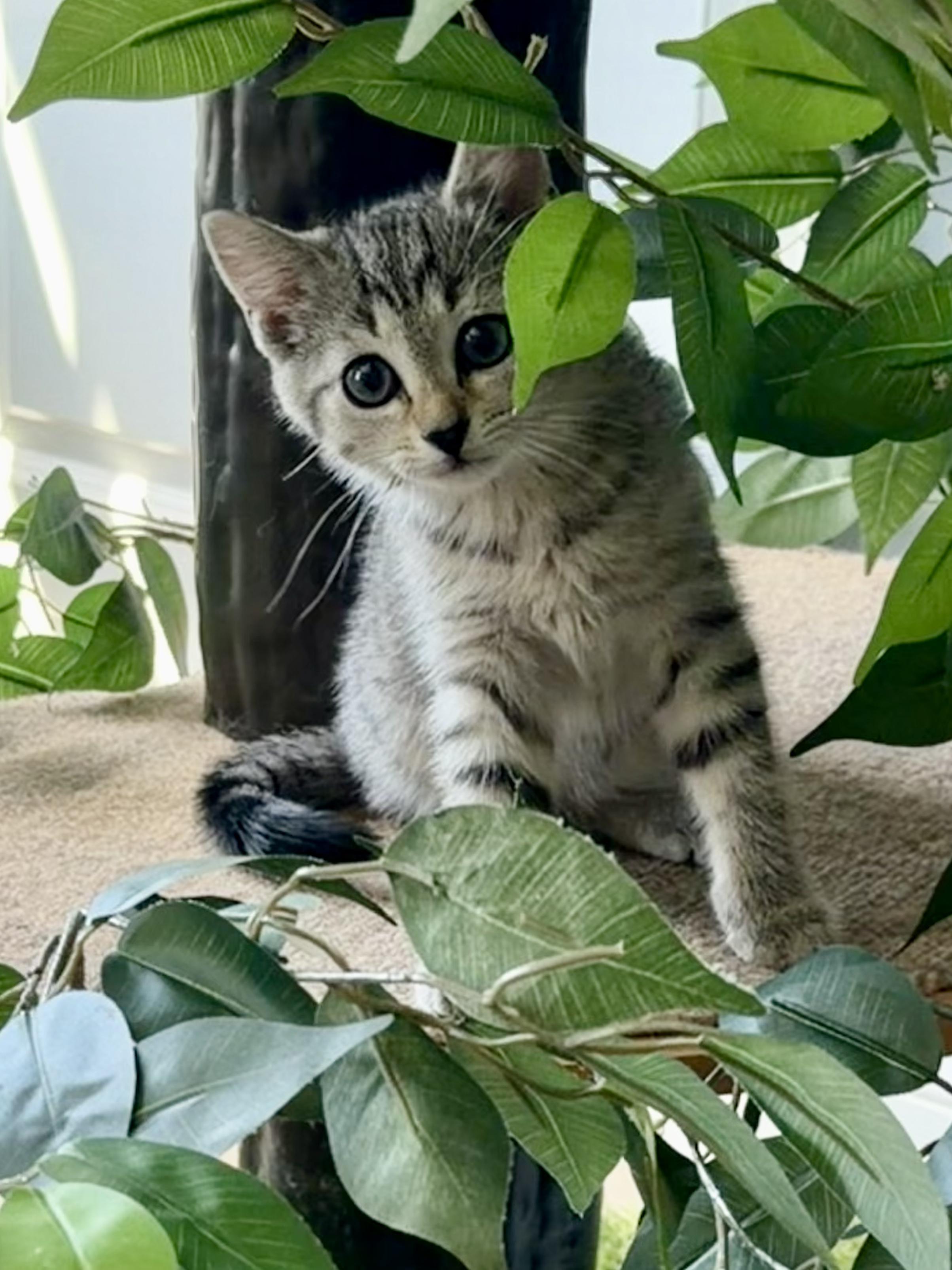 I See Stars - Cassiopeia, an adopted Domestic Short Hair in Leesburg, VA image 2/2