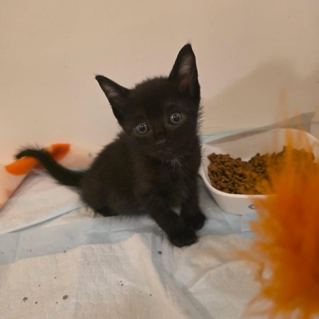 Rook, Adoptable, Kitten Male Domestic Short Hair.