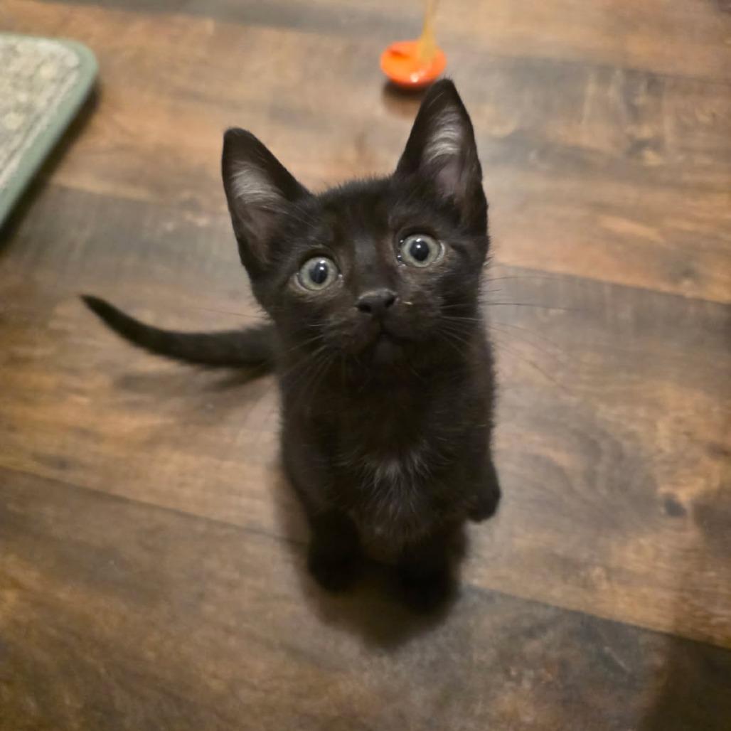 Enlarge Rook, a Adoptable Domestic Short Hair in Okmulgee, OK image 2/4