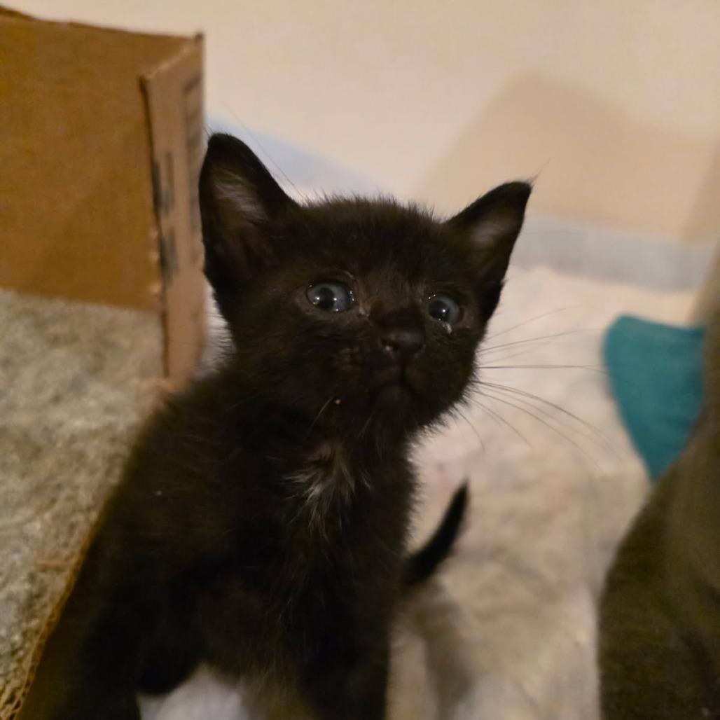 Rook, a Adoptable Domestic Short Hair in Okmulgee, OK image 2/3